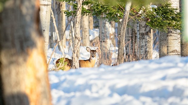 « Chasseurs généreux », maintenant au Témiscouata