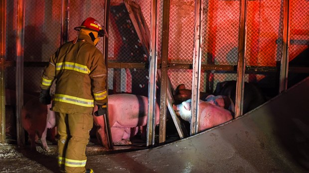 Un poids lourd transportant des porcs se renverse sur la route 132