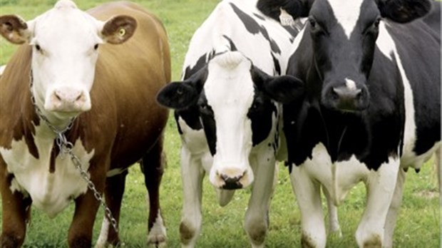 Journée laitière, bovine et ovine à Rivière-du-Loup