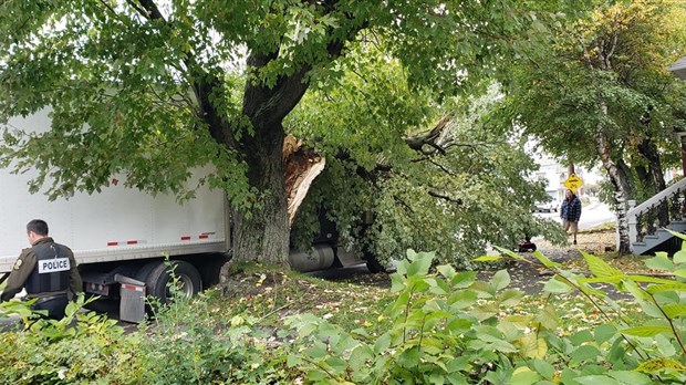 Un poids lourd sectionne un arbre à L'Isle-Verte