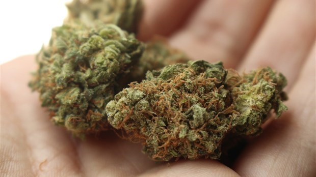 La SQ trace le portrait de la première année de la Loi sur le cannabis