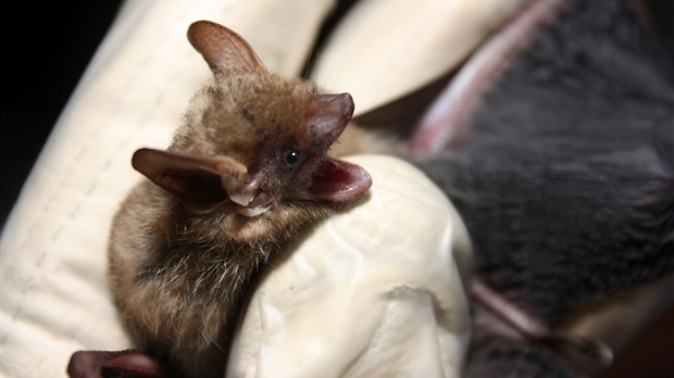 Un automne sous le signe de la conservation des chauves-souris