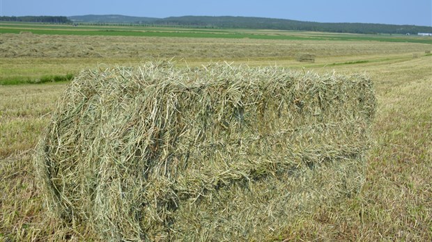 Près de 10 millions de dollars versés aux producteurs de foin du Bas-Saint-Laurent