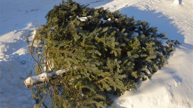 Collecte des arbres de Noël à Rivière-du-Loup