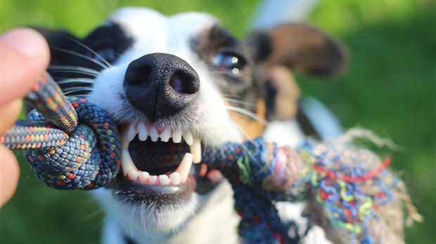 Encadrement des chiens : agir avant que les attaques canines ne surviennent