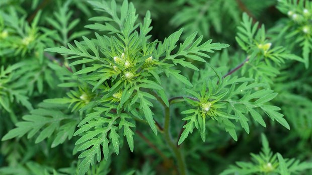 Herbe à poux : où en sommes-nous ?