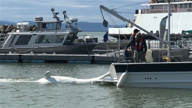 Un béluga retrouvé mort près de Rivière-du-Loup 