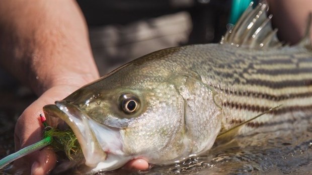 Pêcheurs du fleuve Saint-Laurent, signalez vos captures de bar rayé