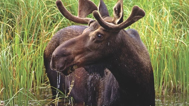 Début de la saison de la chasse : règlementation en vigueur