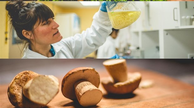 Un nouvel outil pour mesurer les impacts du développement mycologique au Kamouraska