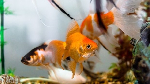Les aquariums au Québec : comment faire diminuer le pH
