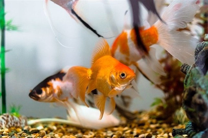 Comment faire baisser le pH de mon aquarium ?