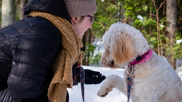 Une nouvelle réalité pour les propriétaires de chiens 