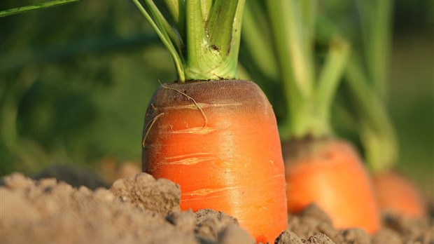 Québec solidaire propose un Plan d’indépendance alimentaire