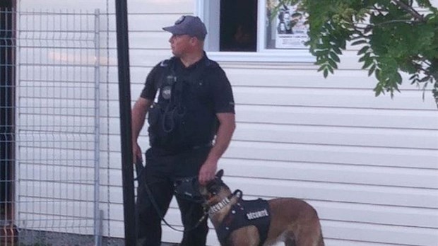Des chiens de sécurité en renfort…pas dans la région