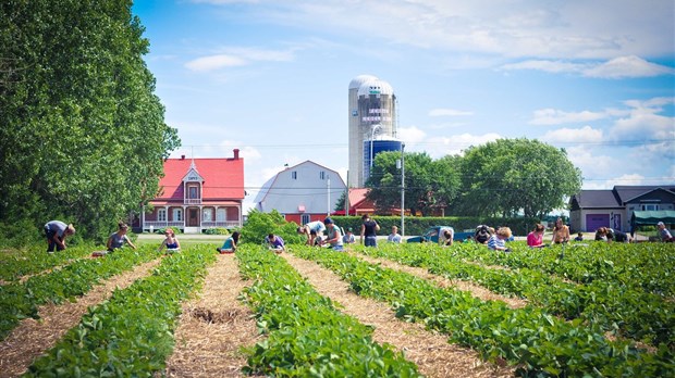 Un défi de main-d’œuvre pour les producteurs de fruits et légumes