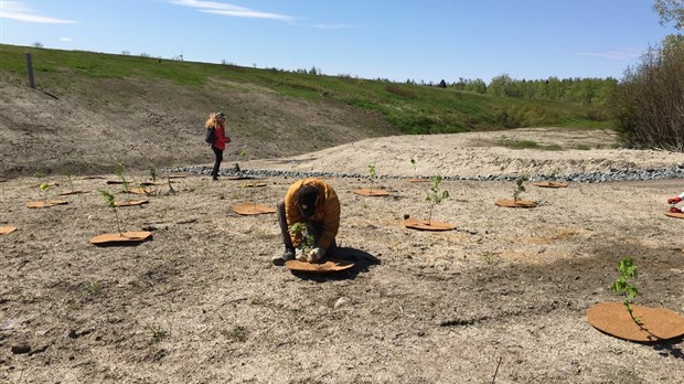 700 000 arbres serviront au reboisement des forêts québécoises