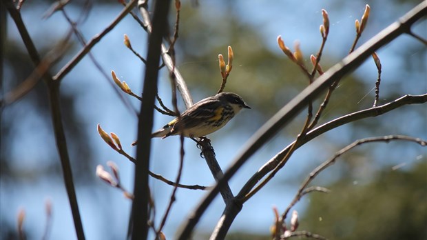 Découvrir la biodiversité autour de nous