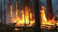 Le danger d’incendie en forêt au Bas-Saint-Laurent est faible
