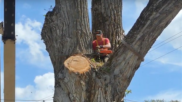 Le plus gros arbre de Témiscouata-sur-le-Lac abattu