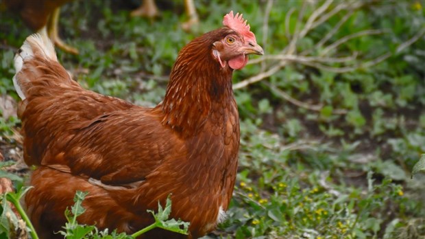 Le Collectif Poules RDL veut des poulaillers urbains