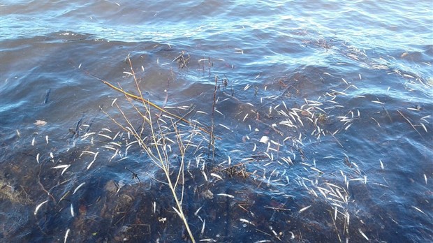 De petits poissons morts retrouvés sur le rivage du lac St-Mathieu