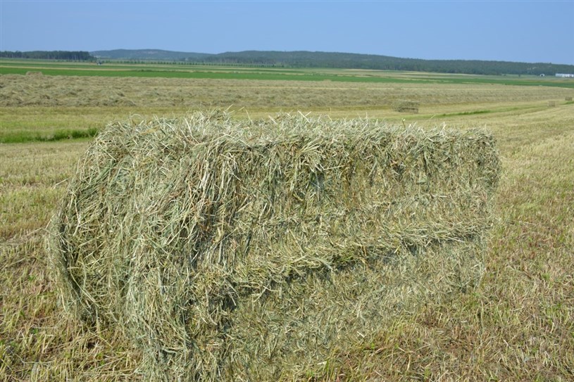 Une Grosse Botte De Foin Ronde Dans Un Champ