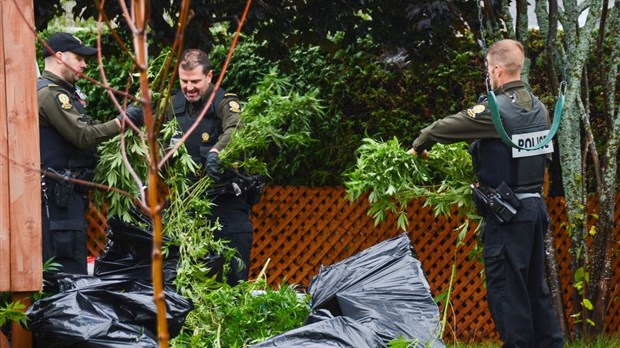 Saisie de cannabis illégal à Saint-Antonin
