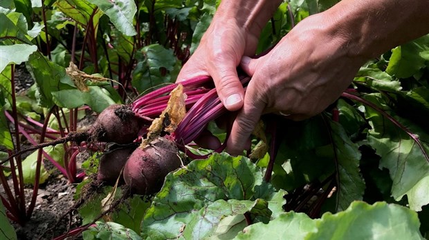 Une invitation à donner des surplus de son jardin ou de ses arbres fruitiers  