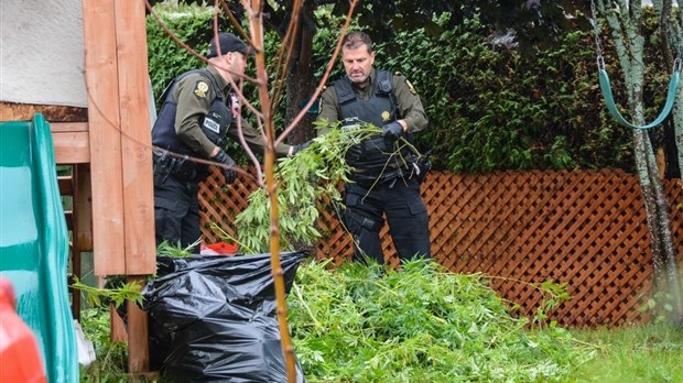 Saisie de cannabis illégal à Saint-Antonin: deux arrestations