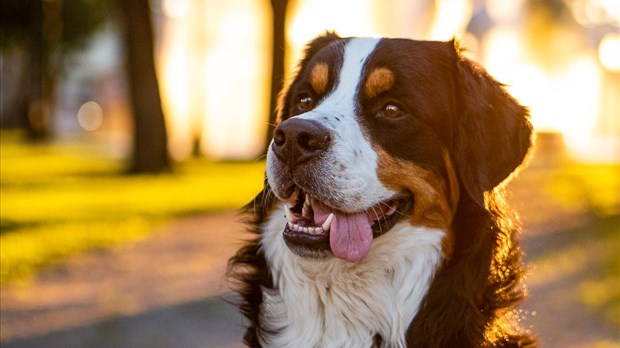 La période d’enregistrement des chiens et des chats débute à Rivière-du-Loup