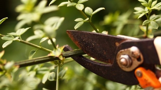 Arboriculture : les entretiens à prévoir avant l’hiver