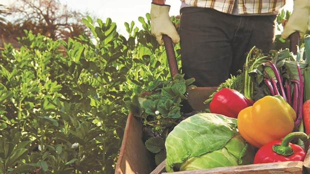 Plus de 600 000 Québécois se tournent chaque mois vers les banques alimentaires du Québec