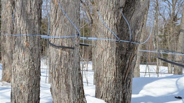Les érablières mieux protégées en forêt publique