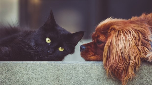 Plus que quelques semaines pour effectuer l’enregistrement des chiens et des chats à Rivière-du-Loup