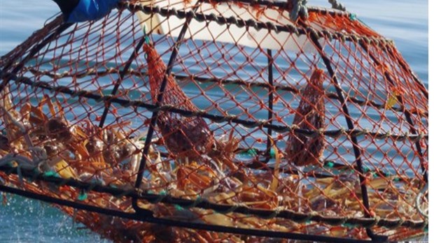 Ouverture de la pêche au crabe et mesures de protection des mammifères marins