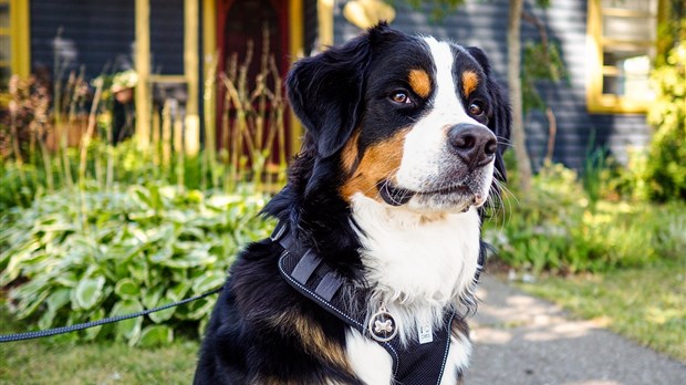 Un rappel de Postes Canada aux propriétaires de chien