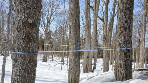 Une bonne saison acéricole… au Bas-Saint-Laurent