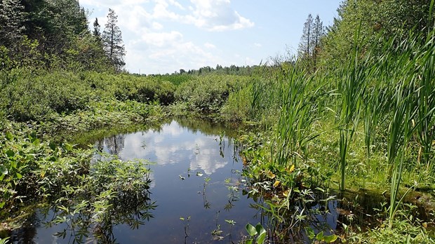 Québec investit 600 000 $ pour mieux cartographier les milieux humides 