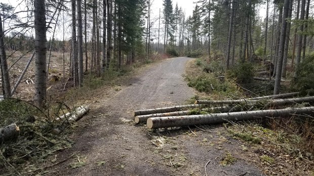 Des troncs d’arbres sur le Petit Témis 