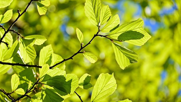 Lancement d’une consultation publique pour une politique de l’arbre à Rivière-du-Loup