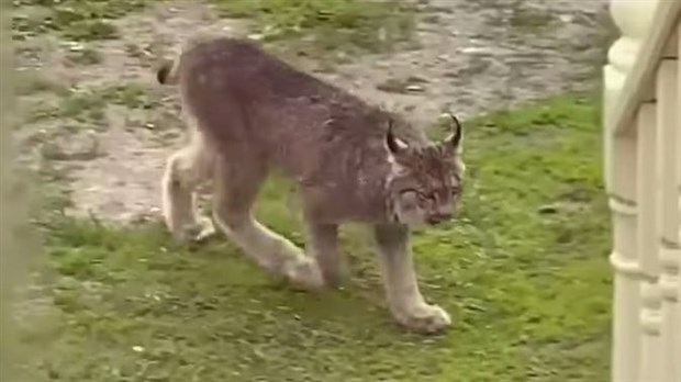 VIDÉO | Un lynx se pavane à L’Isle-Verte 