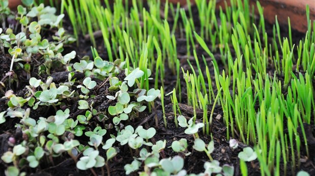 Un micro potager chez soi