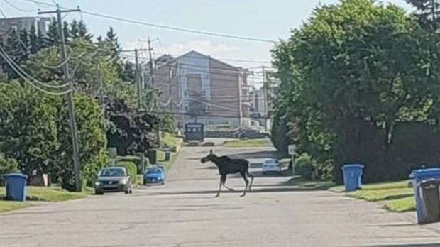 Un orignal dans le secteur de la rue des Cèdres à Rivière-du-Loup