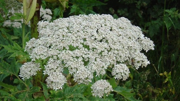 La berce du Caucase, bientôt en fleurs