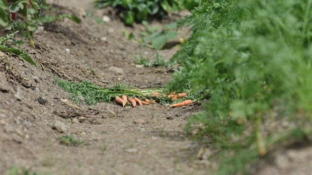 Jardin communautaire vandalisé : les efforts d’aînés réduits à néant 