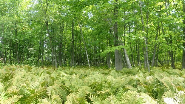 Un sondage pour la conservation des milieux humides et hydriques du Kamouraska