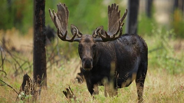 Chasse à l’orignal et aux cerfs de Virginie fructueuse au Bas-Saint-Laurent