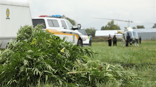 Lutte à la culture extérieure illicite de cannabis : les policiers à l’affût 