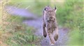 Face à face avec un lynx à Cacouna